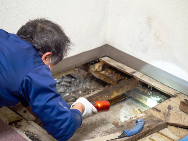 Best Residential Mold Removal  in White Settlement, TX