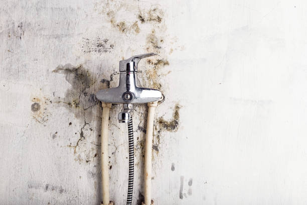  White Settlement, TX Mold Removal Pros