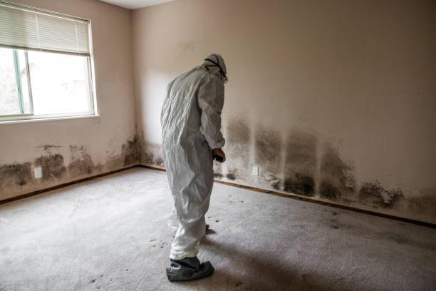 Trusted White Settlement, TX Mold Removal Experts