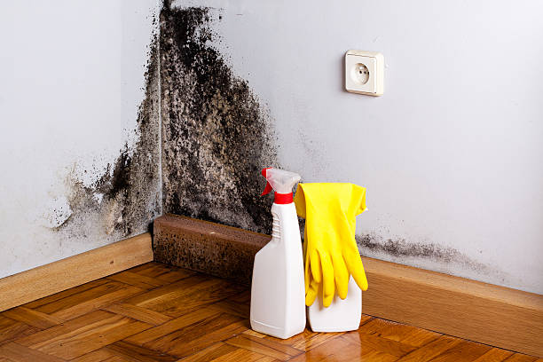 Best Black Mold Removal  in White Settlement, TX