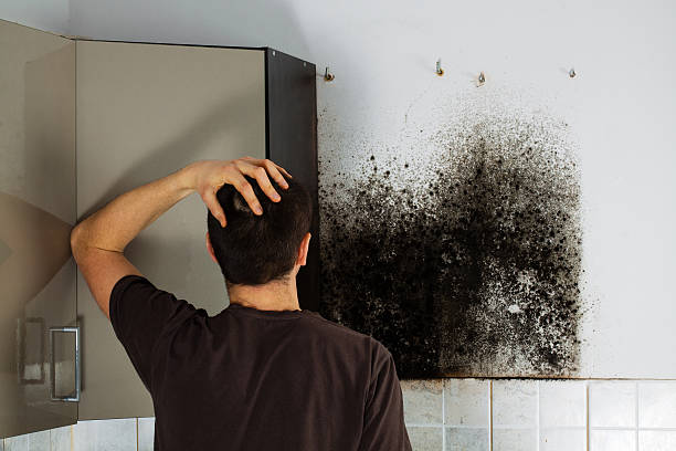 Best Certified Mold Removal  in White Settlement, TX