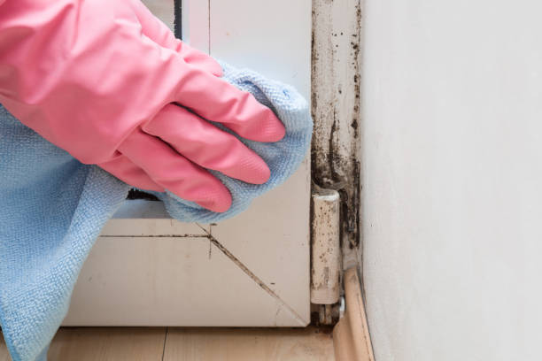 Best Mold Testing  in White Settlement, TX