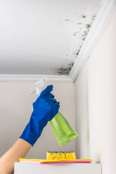 Best Professional Mold Removal  in White Settlement, TX