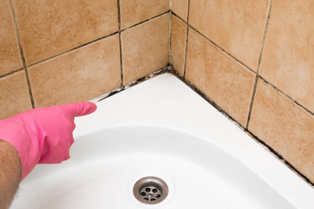 Best Mold Testing  in White Settlement, TX
