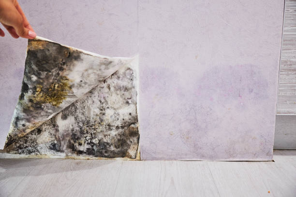 Trusted White Settlement, TX Mold Removal Experts